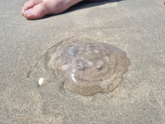 Scyphozoa