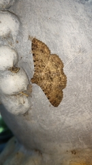 Polydesma boarmoides