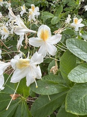 Rhododendron