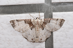 Pachyodes subtritus