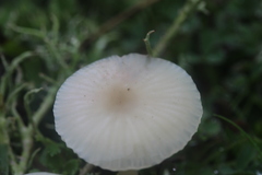 Cuphophyllus virgineus