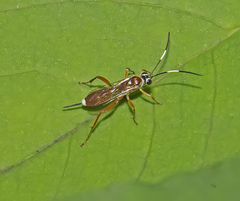 Mesostenus thoracicus