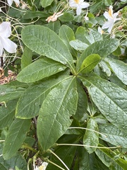 Rhododendron