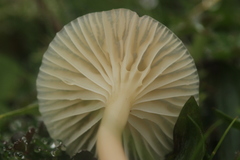 Cuphophyllus virgineus