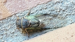 Diceroprocta apache