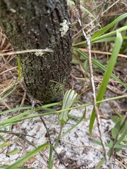 Pterostylis ophioglossa