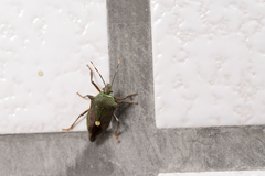 Eocanthecona formosa