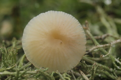 Cuphophyllus virgineus