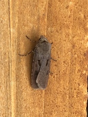 Agrotis exclamationis