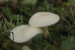 Cuphophyllus virgineus