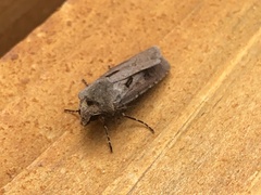 Agrotis exclamationis