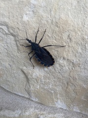 Triatoma sanguisuga