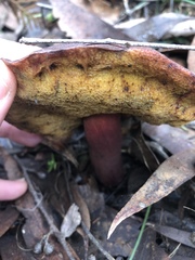 Boletus barragensis