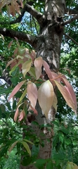 Cinnamomum osmophloeum