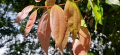 Cinnamomum osmophloeum