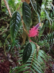 Columnea minor