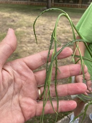 Dysodiopsis tagetoides