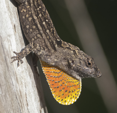 Anolis sagrei