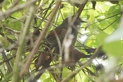 Synallaxis gujanensis