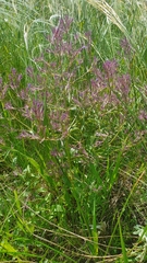 Nepeta ucranica