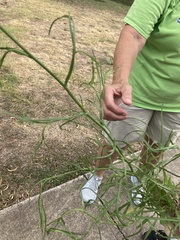 Dysodiopsis tagetoides