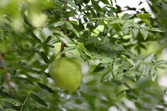 Xanthoceras sorbifolium