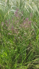 Nepeta ucranica
