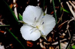 Calochortus minimus
