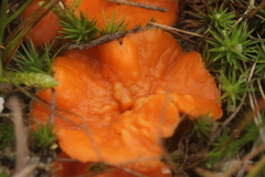 Neottiella