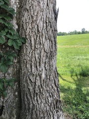 Fraxinus quadrangulata