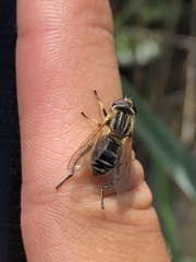 Mesembrius peregrinus