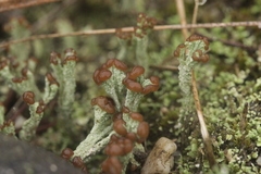 Cladonia