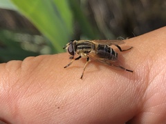 Mesembrius peregrinus