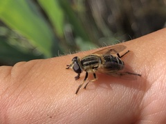 Mesembrius peregrinus