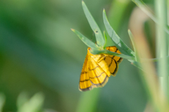 Idaea aureolaria