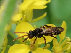 Nomada marshamella