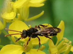 Nomada marshamella