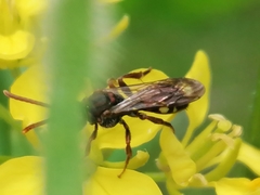 Nomada marshamella