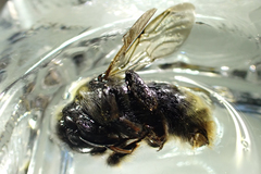 Bombus flavidus
