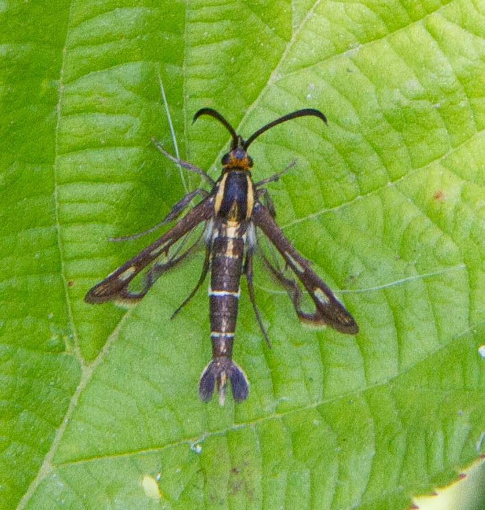 Chamaesphecia aerifrons