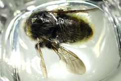 Bombus flavidus