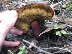 Boletus barragensis