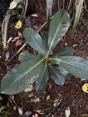 Corynocarpus laevigatus