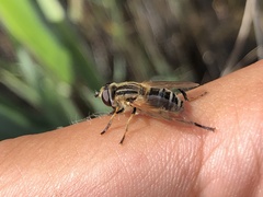 Mesembrius peregrinus