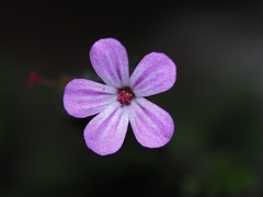 Geranium robertianum