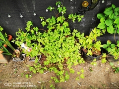 Geranium robertianum