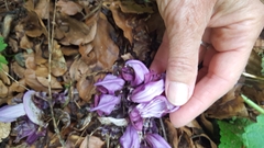 Lathraea clandestina