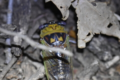 Megatibicen pronotalis