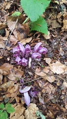 Lathraea clandestina