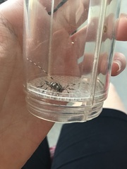 Acanthocinus obsoletus